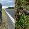 Chaco: Gendarmes rescatan un búho sobre la Ruta Nacional N° 11