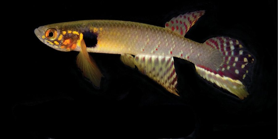 Tras 20 años, reaparece en Bolivia una especie de pez que se creía extinta